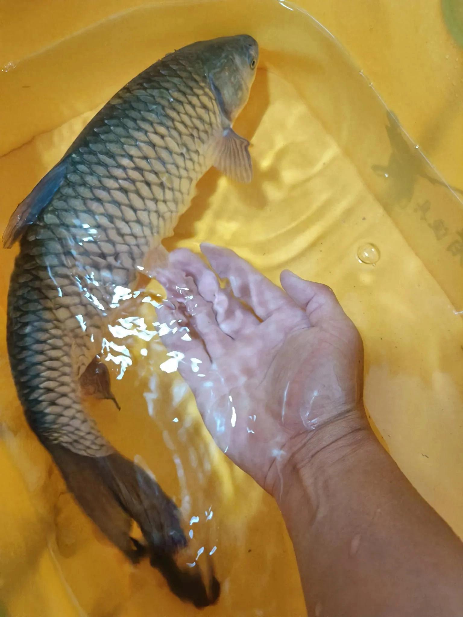 img, 贴着急流钓