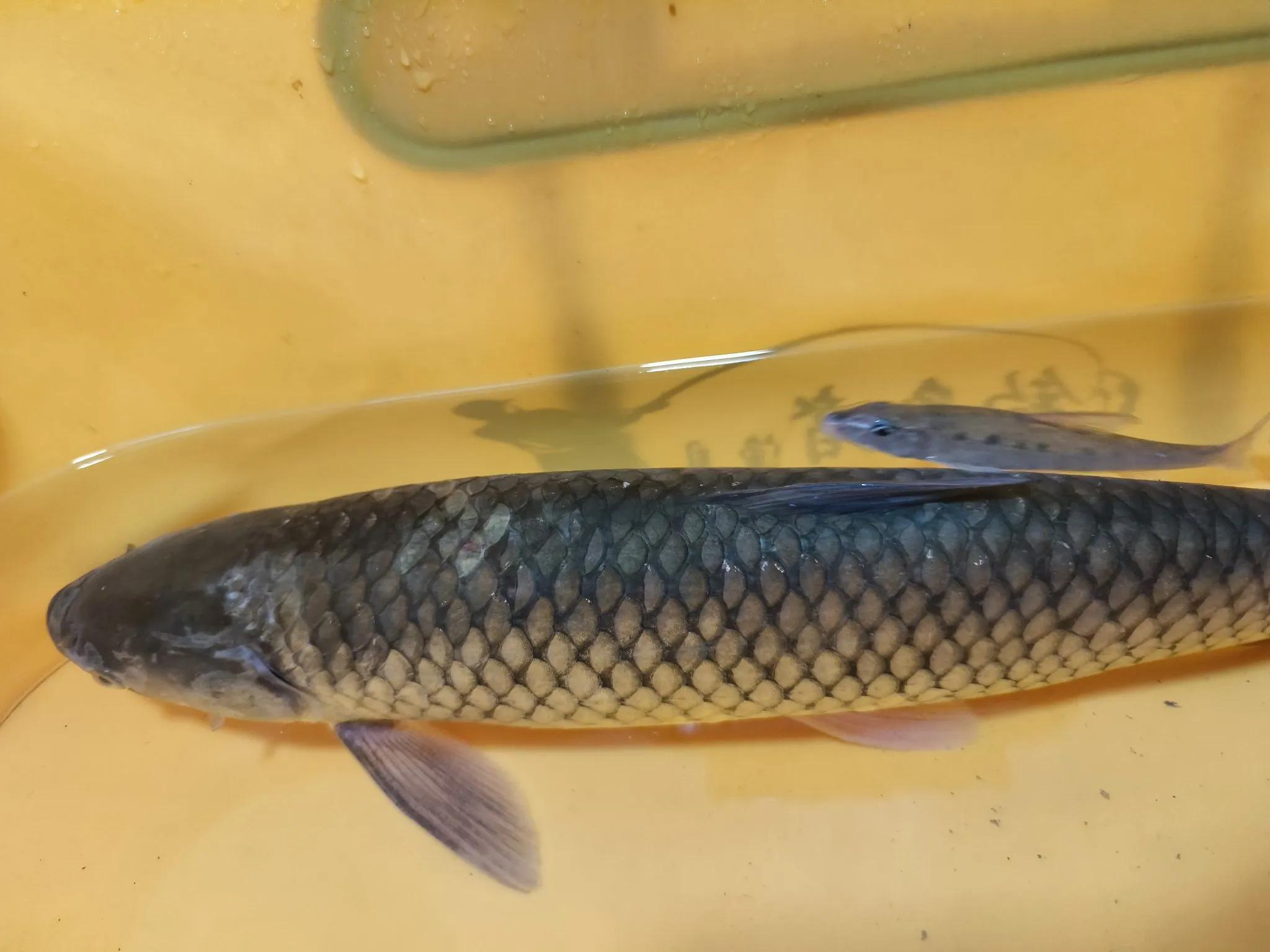 警惕性高, 含量高