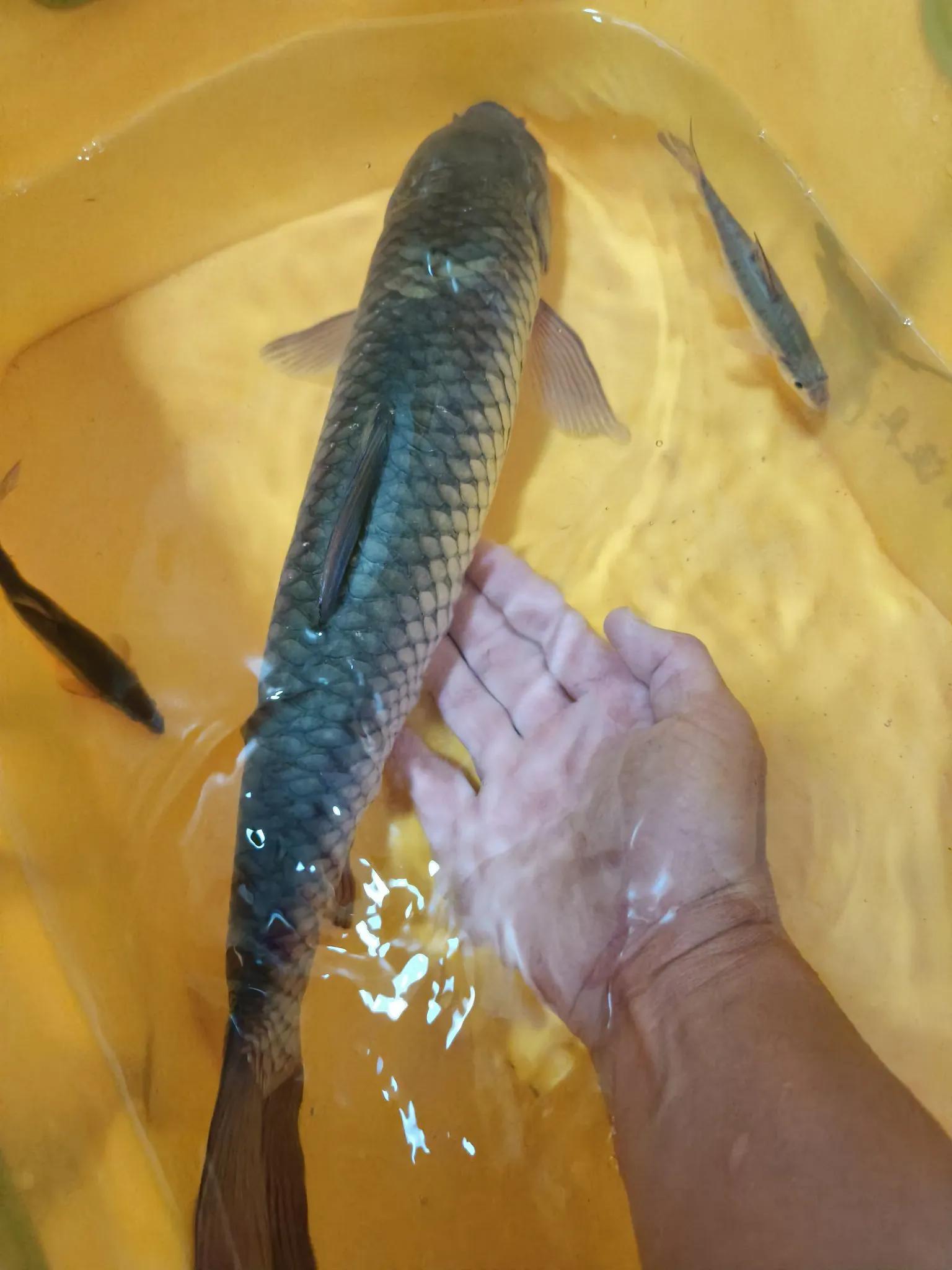 从地利上来, 草鱼钓底, 从天时来分