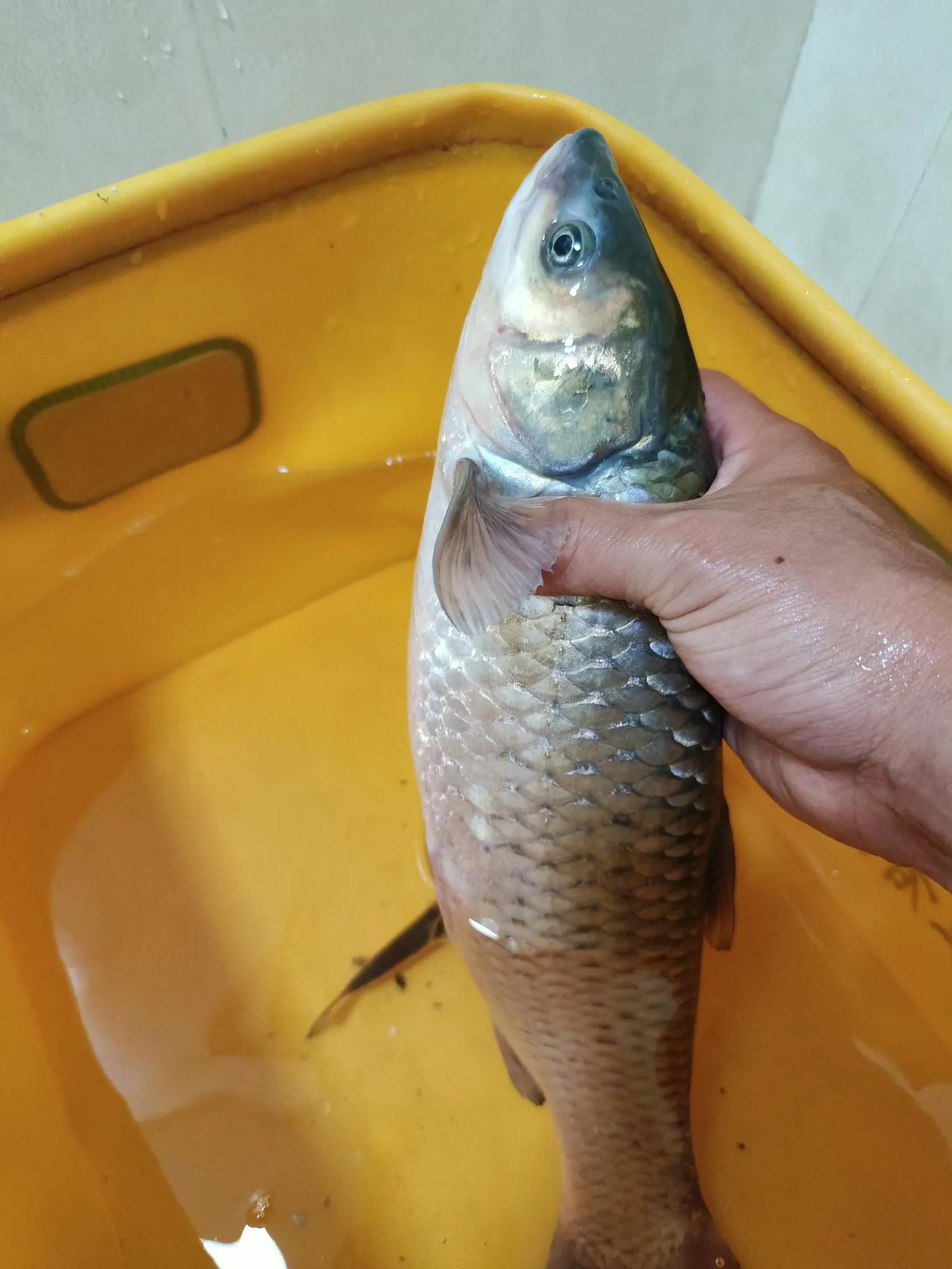 钓底很简单, entit, img