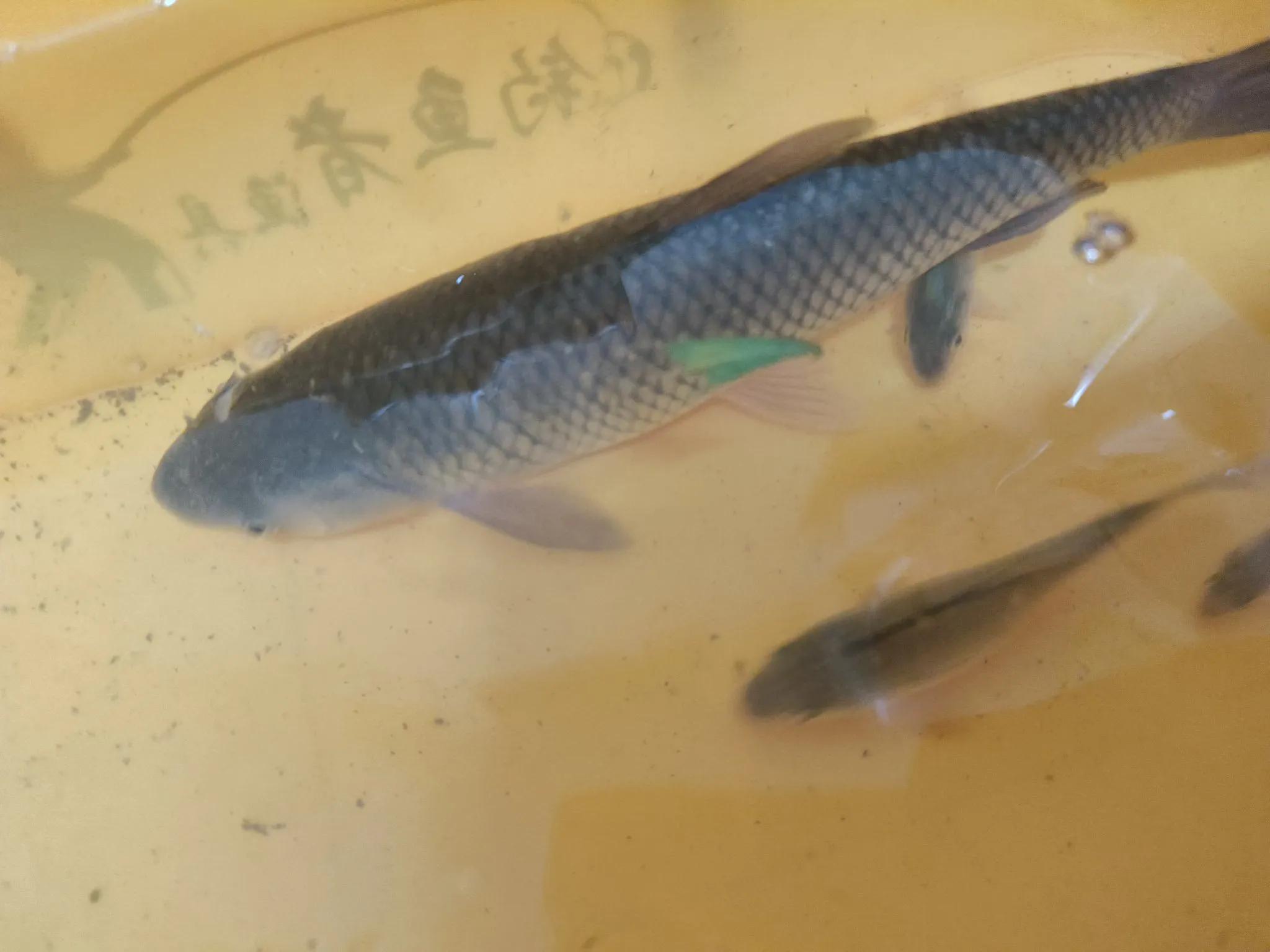 有反应的情, div